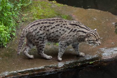 balıkçı kedi (Prionailurus viverrinus). 