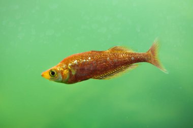 Kırmızı rainbowfish (Glossolepis incisus)