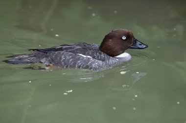 Avrasya goldeneye (Bucephala clangula clangula)