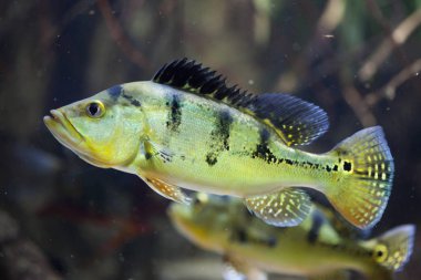 Kelebek tavus kuşu bas (Cichla ocellaris)