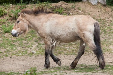 Przewalski's at (equus ferus przewalskii)