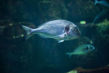 Ortak iki bantlı çupra (Diplodus vulgaris)