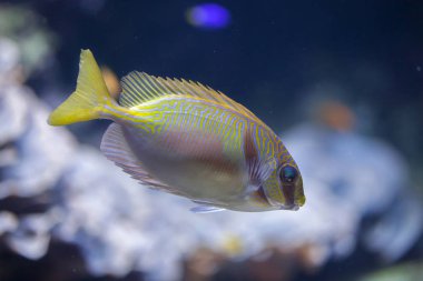 Karalanmış kedisi (Siganus doliatus)