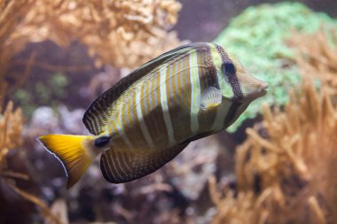 Sailfin tang (Zebrasoma veliferum).