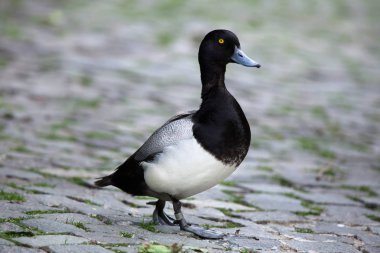daha az scaup, aythya affinis