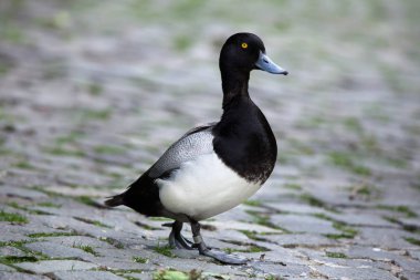 Lesser scaup, Aythya affinis clipart