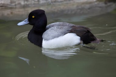 daha az scaup, aythya affinis
