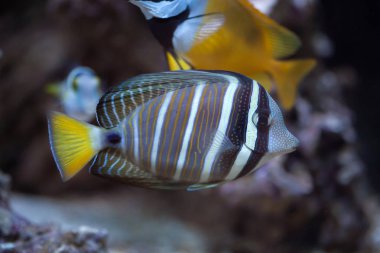 Sailfin tang (Zebrasoma veliferum).