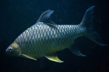 Java barb (Barbonymus gonionotus).