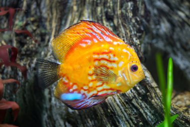 Kırmızı discus (Symphysodon discus).