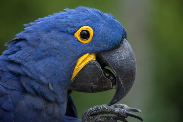 Hyacinth macaw (Anodorhynchus hyacinthinus).