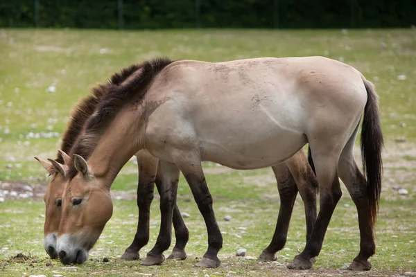 Przewalski's horse, Equus ferus przewalskii — Stock Photo, Image