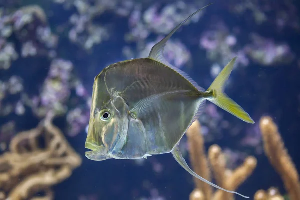 Lookdown (vômer Selene). — Fotografia de Stock