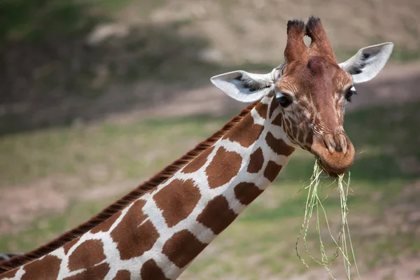 Recés zsiráf (Giraffa camelopardalis reticulata). — Stock Fotó