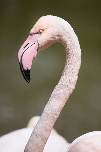 Flamingo-gigante (Phoenicopterus roseus ). — Fotografia de Stock