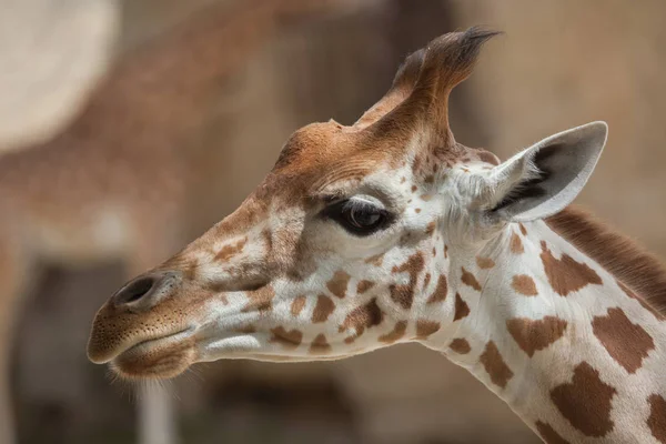 Jirafa Kordofan (Giraffa camelopardalis antiquorum ) — Foto de Stock