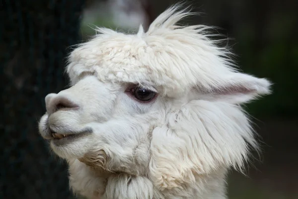 Llamada (lama glama). — Foto de Stock