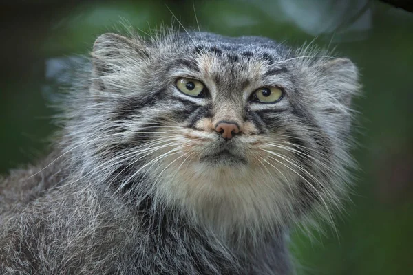 帕拉斯的猫 (Otocolobus 手动) — 图库照片