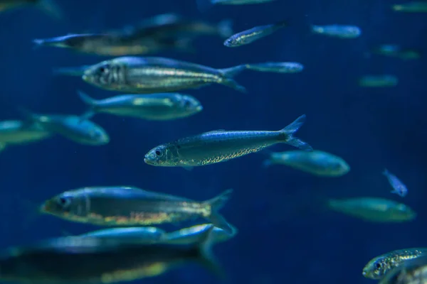 Evropská sardinky (Sardina pilchardus). — Stock fotografie