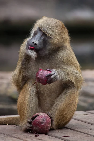 Guinea Babuino (papio papio ). — Foto de Stock