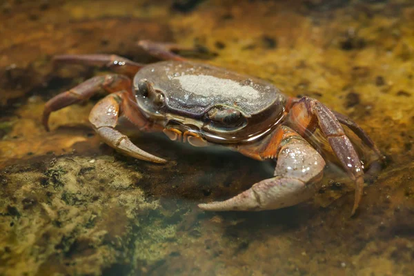 Crabe noir (Gecarcinus lateralis) ) — Photo