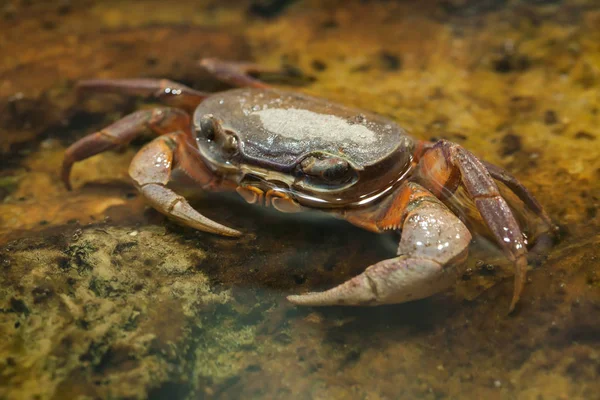 Blackback arazi Yengeç (Gecarcinus kasılmasına) — Stok fotoğraf