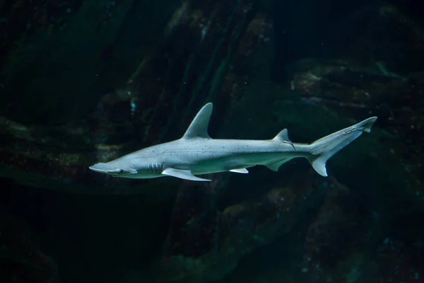 Bonnethead rekina (Sphyrna tiburo) — Zdjęcie stockowe