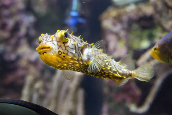 Çizgili burrfish (Chilomycterus schoepfi) — Stok fotoğraf