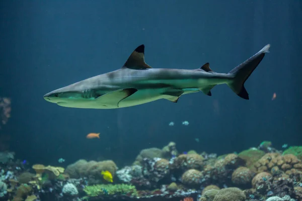 Акула чорних рифів (Carcharhinus melanopterus ) — стокове фото