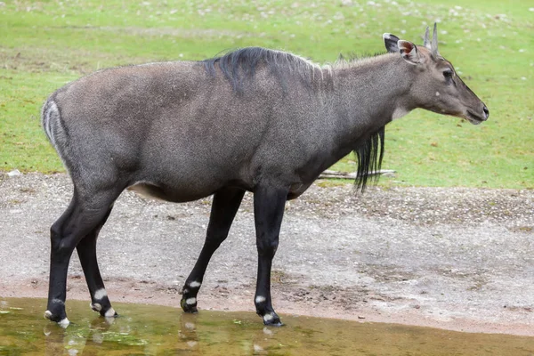 Nilgai (Boselaphus tragocamelus) ) — стоковое фото