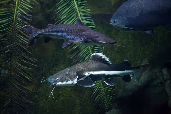 Redtail catfish (Phractocephalus hemioliopterus) en tiger sorub — Stockfoto