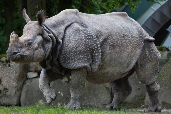 Rhinoceros indianos, Rhinoceros unicornis — Fotografia de Stock