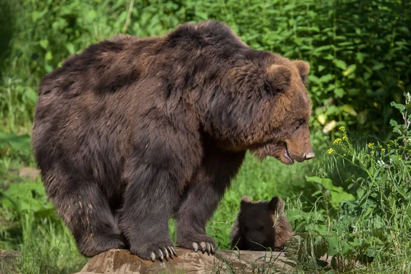 Medvěd kamčatský — Stock fotografie