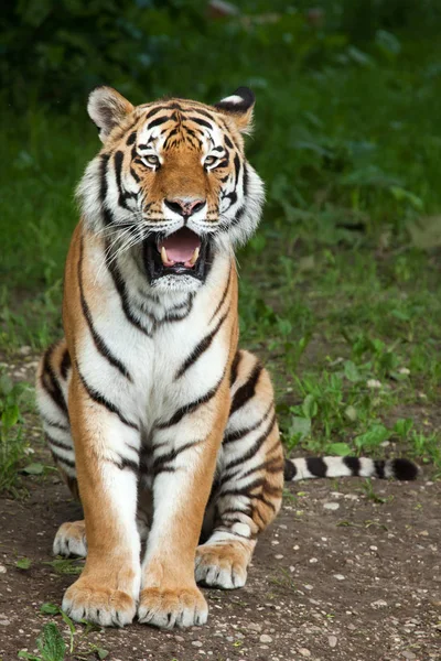 Siberische tijger (PANTHERA TIGRIS ALTAICA)) — Stockfoto