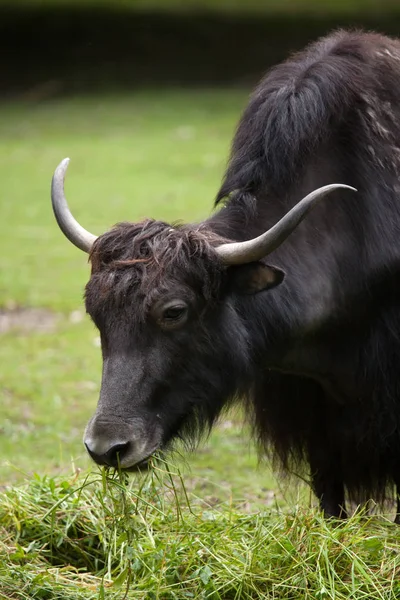 Yak doméstico (Bos grunniens ). — Foto de Stock