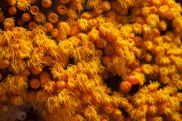 橙杯珊瑚 (Tubastraea 黑老虎) — 图库照片