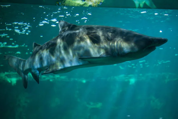 Tiburón tigre de arena (Carcharias taurus ) — Foto de Stock