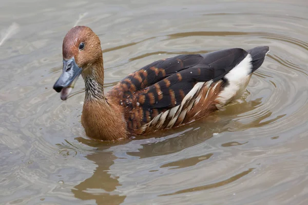 Fulvous whistling duck (Dendrocygna bicolor) — Stock Photo, Image