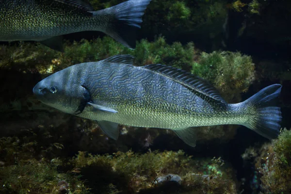 Shi τύμπανο (Umbrina cirrosa) — Φωτογραφία Αρχείου