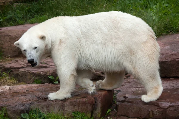 Белый медведь (ursus maritimus). — стоковое фото