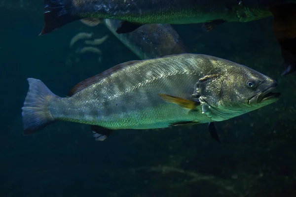 Carne (Argyrosomus regius ) —  Fotos de Stock