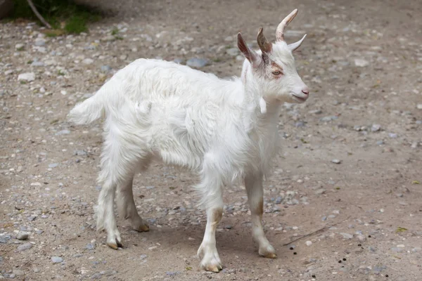 Girgentana goat (Capra aegagrus hircus) — Stock Photo, Image