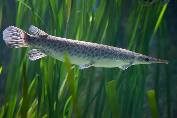 スポッテッドガー (Lepisosteus 現れた). — ストック写真