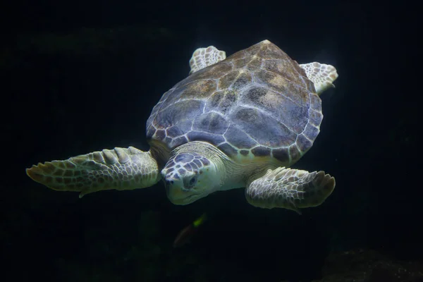 Loggerhead sea turtle (Caretta caretta) — Stock Photo, Image