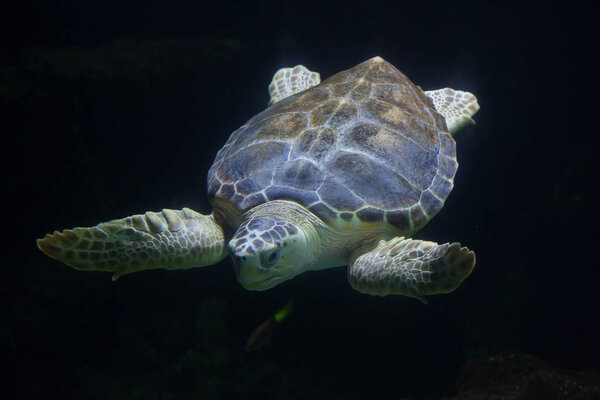 Loggerhead sea turtle (Caretta caretta)