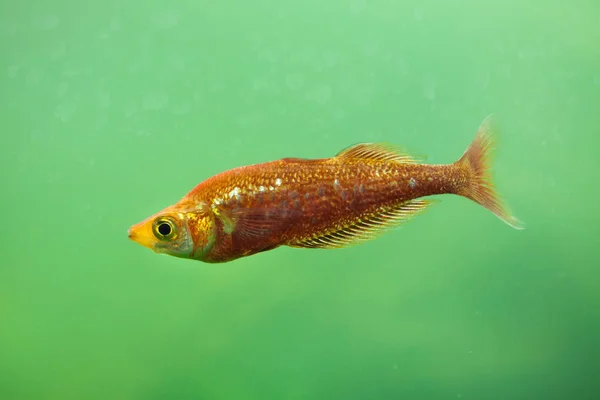 Pesce arcobaleno rosso (Glossolepis incisus ) — Foto Stock