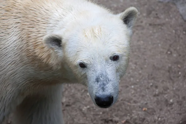 Oso polar (ursus maritimus). —  Fotos de Stock