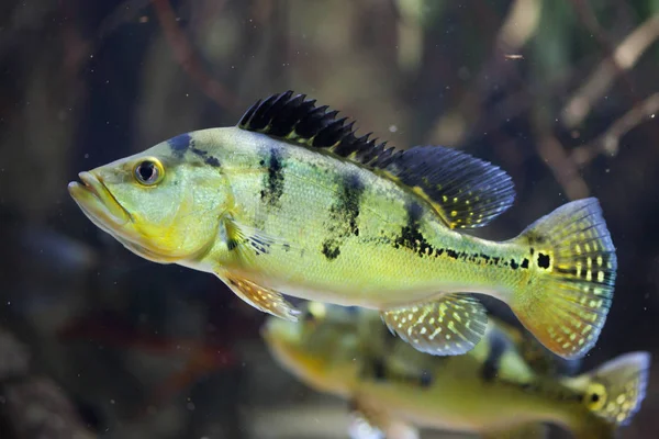 Butterfly peacock bass (Cichla ocellaris) — Stock Photo, Image