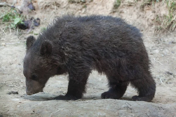 Urso-pardo-camchatka (Ursus arctos beringianus ) — Fotografia de Stock