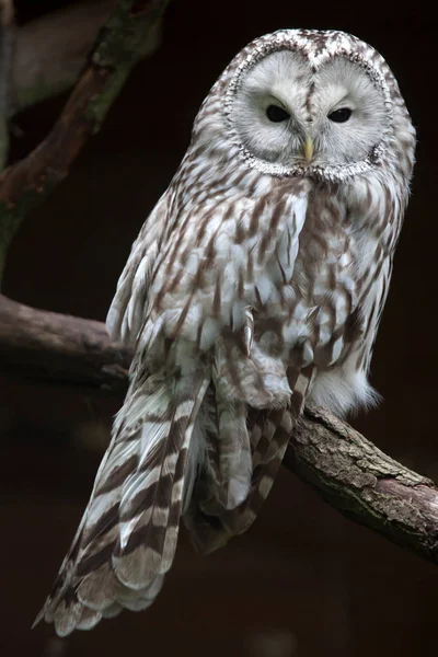 East European Ural owl — Zdjęcie stockowe